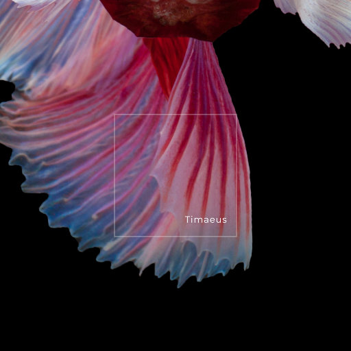 欧美极品黑人巨大喷潮微博
